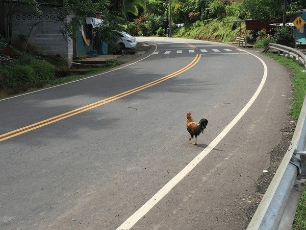 Discover chicken road online
