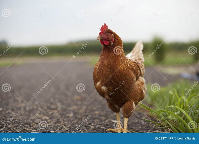 Conoce el Exclusivo Casino de la Ruta de la Gallina en Espa&ntilde;a in Spain